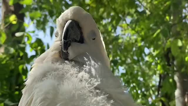 The white parrot