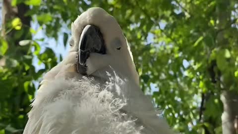 The white parrot