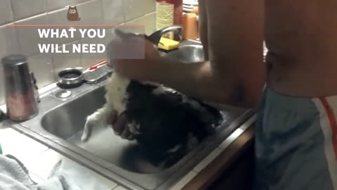 How to wash an adult cat 🐈😺