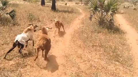 Goat Real fight