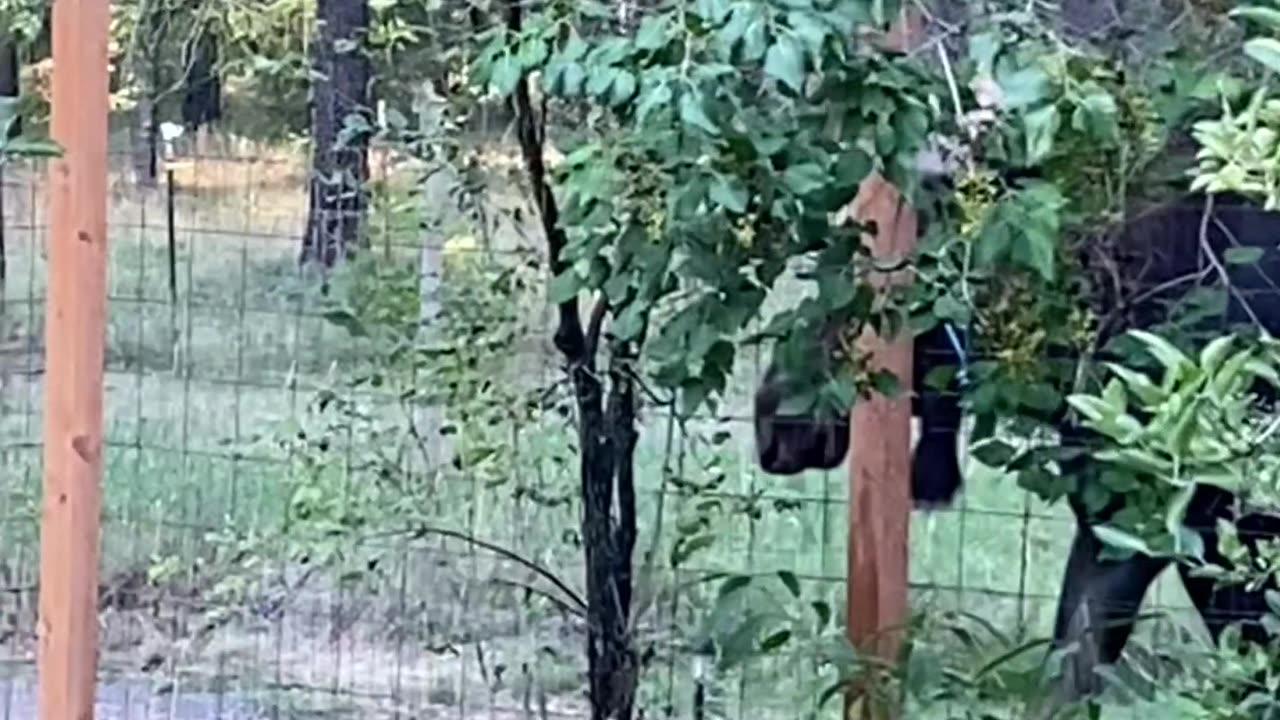 Bull Moose Takes Down Some Trees