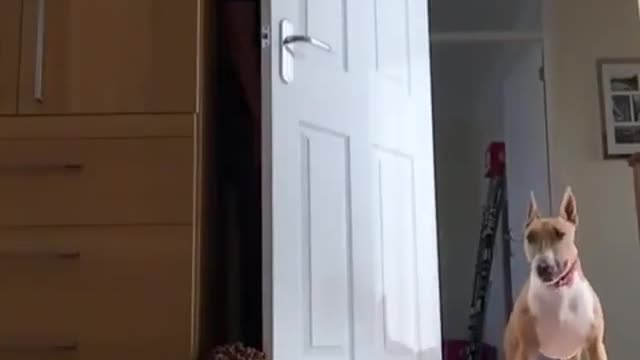 The game between me and the dog