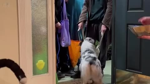 AWE TOO SWEET ~PUPPY GIVING OUT HALLOWEEN CANDY TO THE TRICK OR TREATERS!