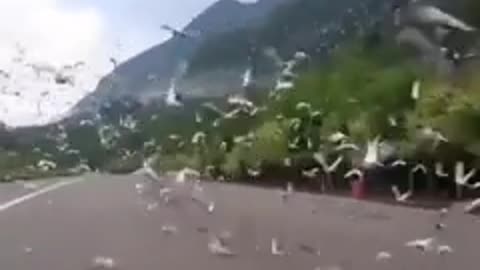 NOW WE ARE FREE