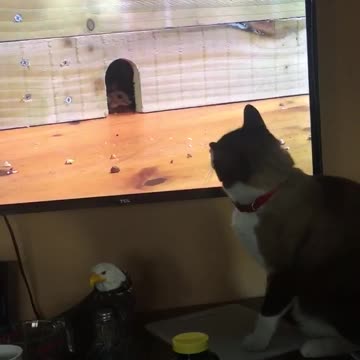 Cat sees mouse on tv