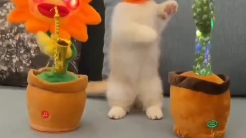 Cute funny cat dance with cactus 🐱🐈🌵