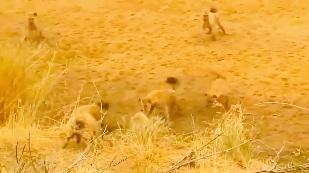 Mother Bear Risks Her Life To Protect Her Baby From Hungry Lion. Lion Received A Tragic End