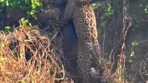 Big Battle Crocodile vs Leopard & Crocodile