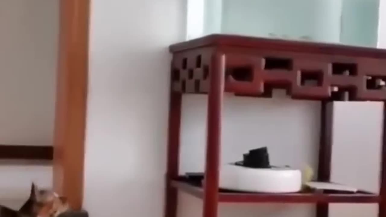 Funny dog and cats