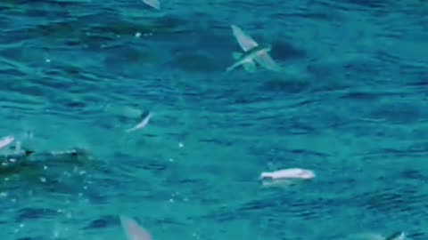 उड़ने वाली Fish ki story। Details video on flying girlned fish #viral #fact #shorts