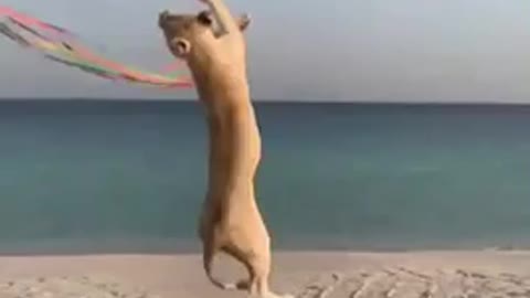 Lion play with kite on beach