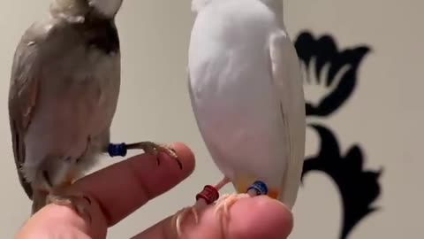 Beautiful and dark birds