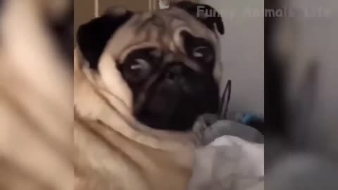 Funny Pet Moments Compilation!!