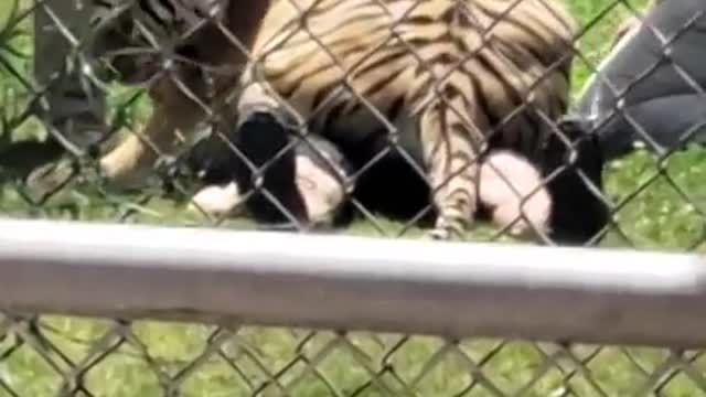 Man Gets Attacked by Tiger