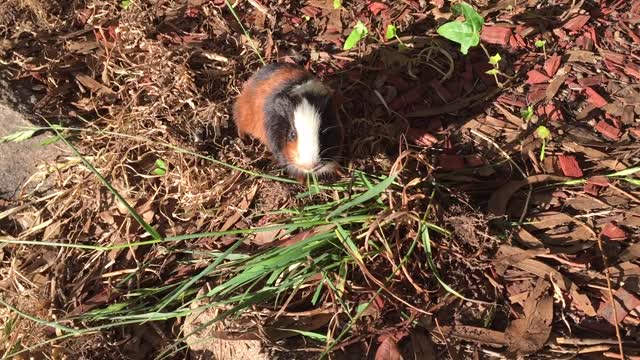 Guinea Pigs Eating Grass Really Cute