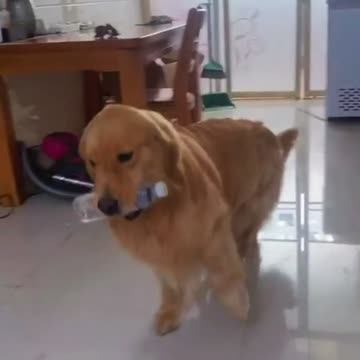 Dog copying human very smart dog🖕🖕