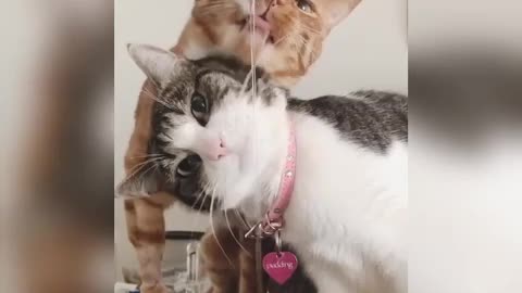 how cute cats are drinking water