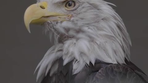 The mighty eagle makes people feel imperious