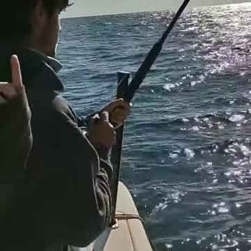 One blue shark hooked up another awaiting his turn.