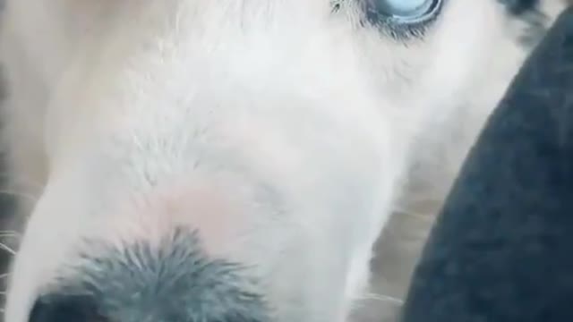 Dog talking, very funny 😁😛😂