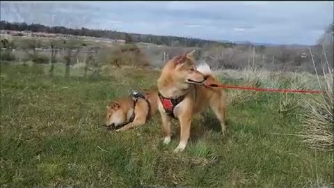 Shiba Inu quiet moments after the walk.