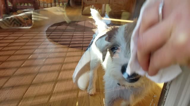 Funny Parson Russell Terrier puppy helping wash windows