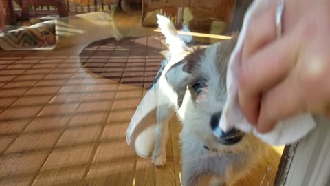 Funny Parson Russell Terrier puppy helping wash windows