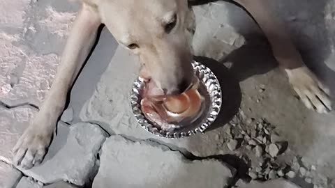 Chicken Dinner for Dog