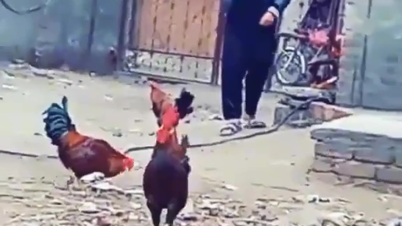 Funny animal fight #funny animals#funny hens