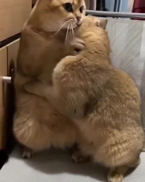 Love in Cats World