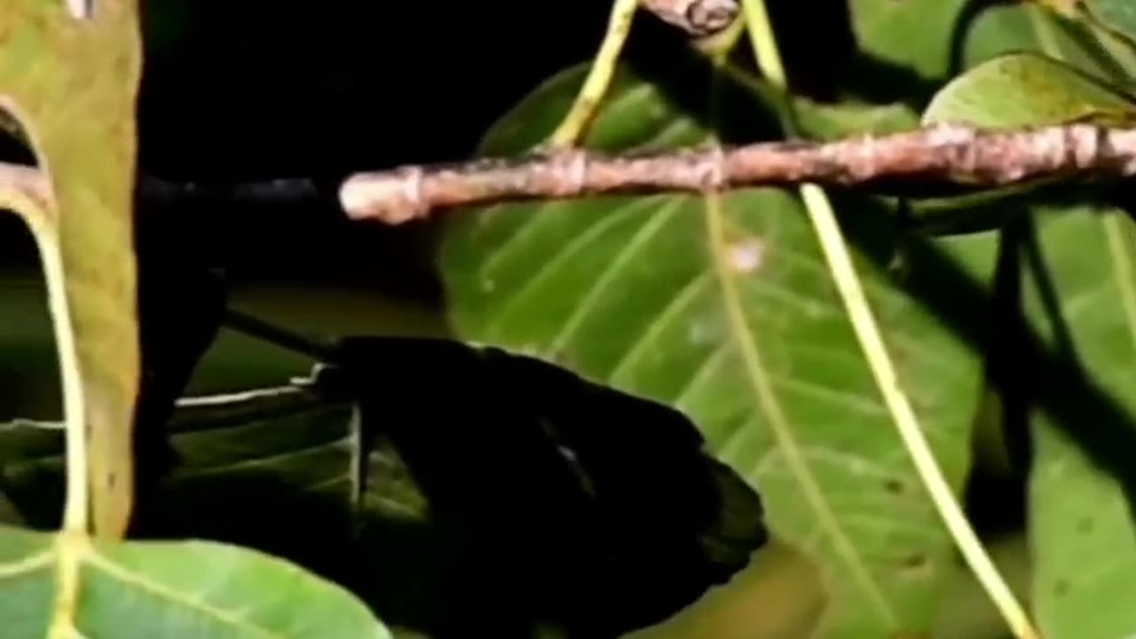 Wake up to this beautiful bird #tailorbird