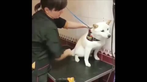 Funny moment with animals