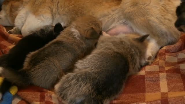 Rumble/ Dog & Puppies - Drinking his mother's milk.