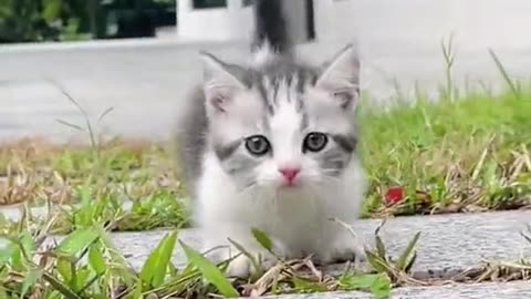 Funny cute cat video 😱😱😱viral cat