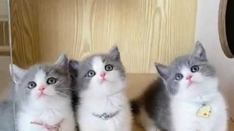 Cute cat 😸😍😍