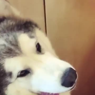 Various instances of pets being petted by residents