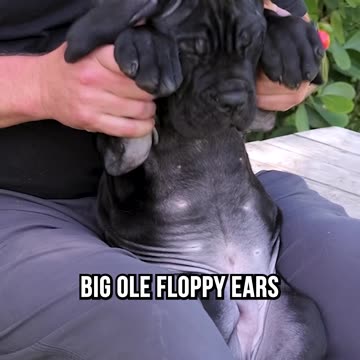 Introducing Winner, The Eight Week Old Cane Corso
