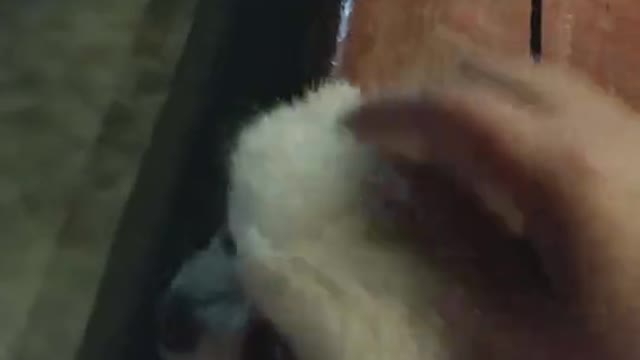 I met a cute puppy in the park and let me touch it all the time