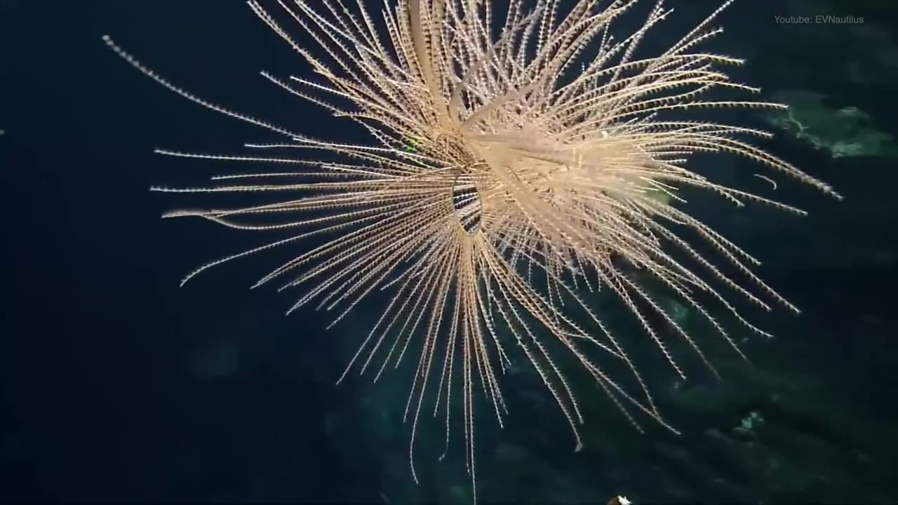 Deep Sea Gigantism Explained