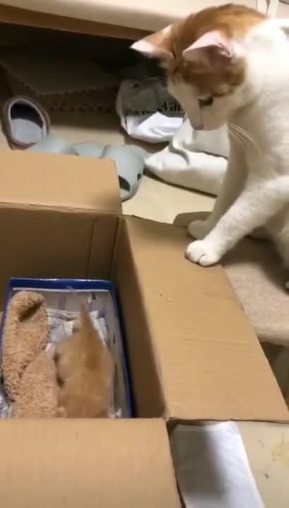 Momma Cat Doesn't Have Time For This