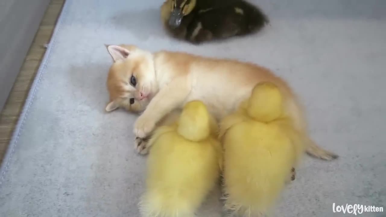 Tiny kittens live with little ducks