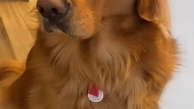 Golden Retriever gets jealous of the baby's new toy!