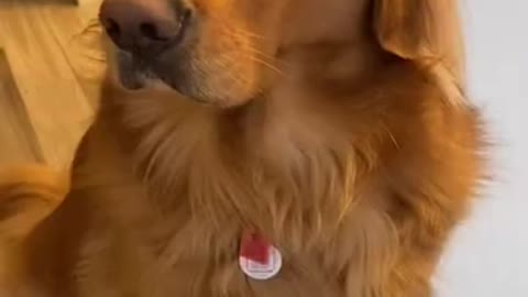 Golden Retriever gets jealous of the baby's new toy!