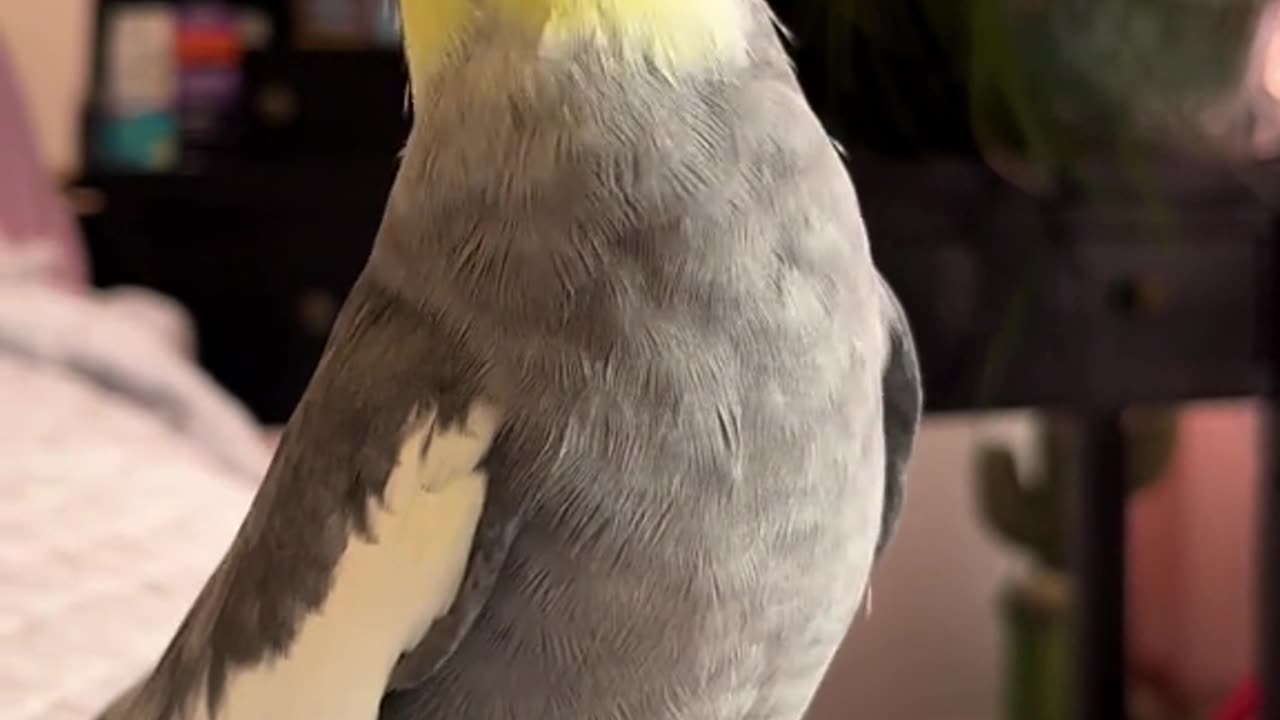 parrot singing 2