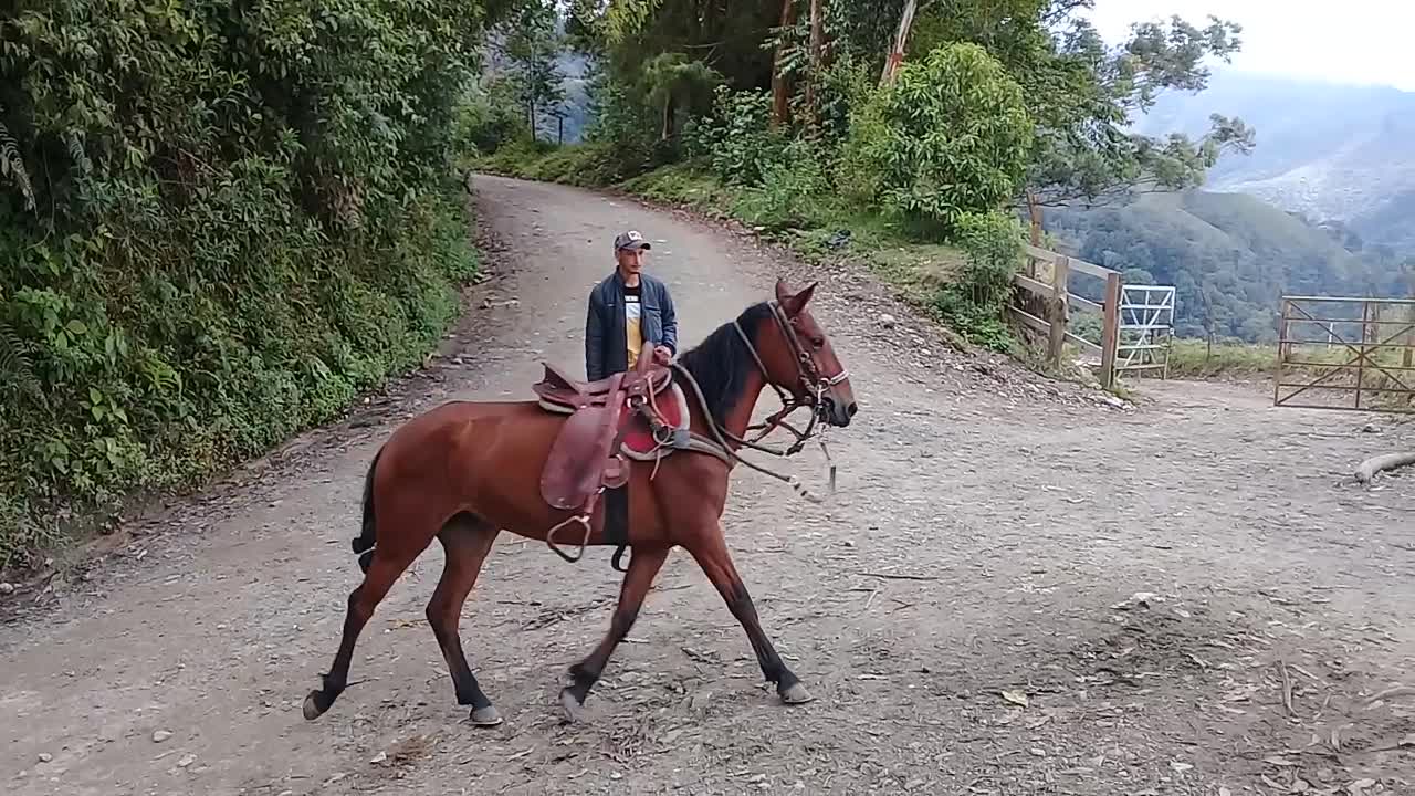 Domando el caballo