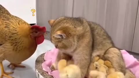 Cat and hen