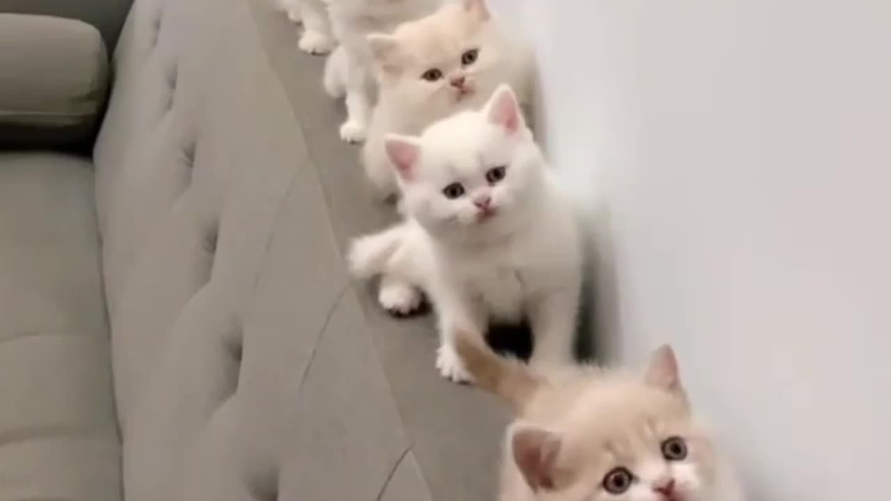 Cute cats🥰