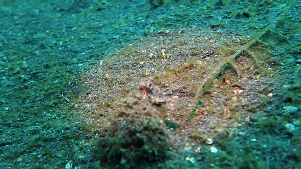 Masters Of Camouflage_ The Octopus