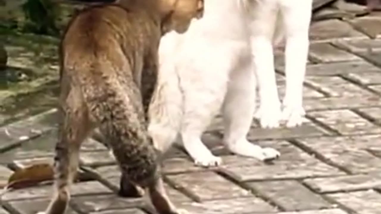 Best Funny Animal Videos Of The 2022