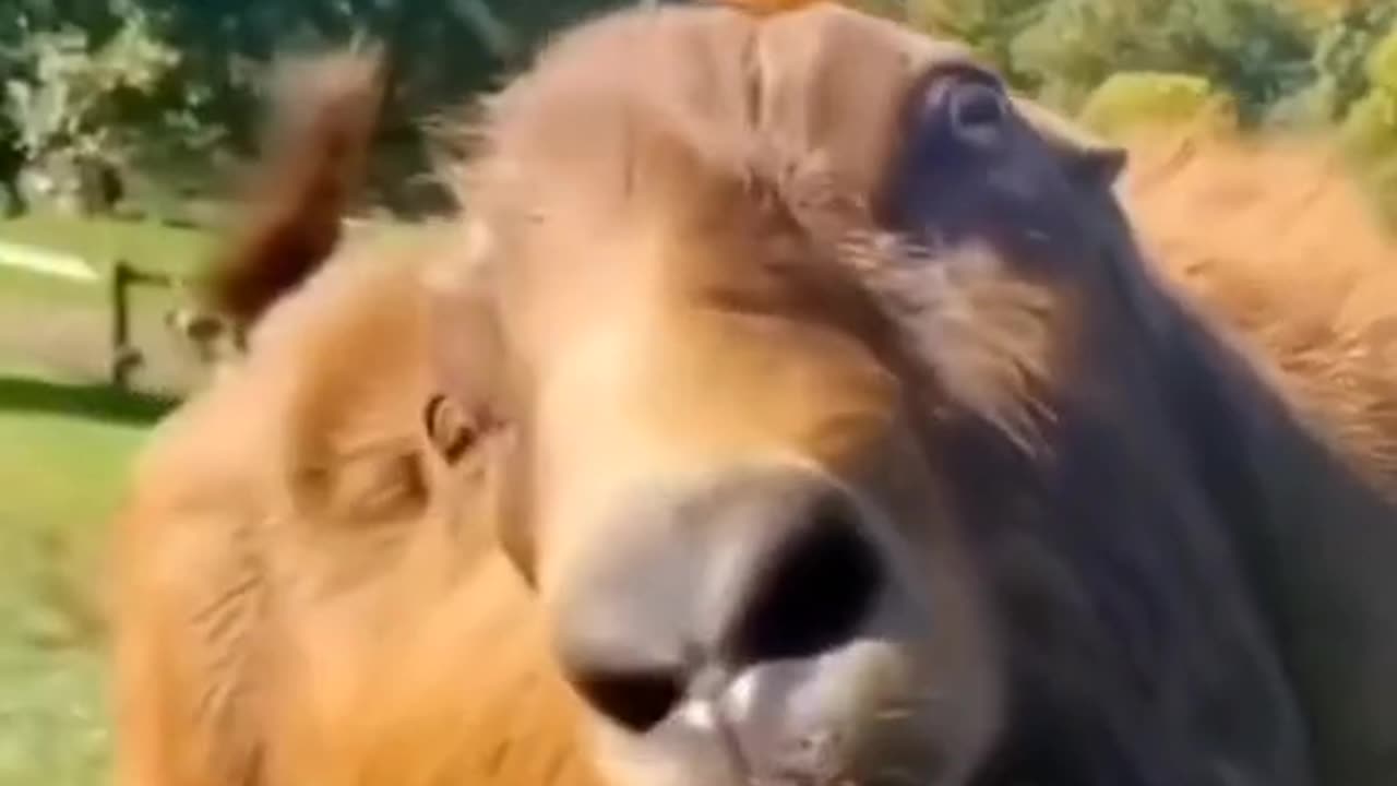 Funny goats moments,